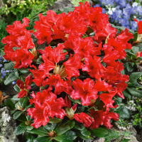 Рододендрон плоский Скарлет Вондер купить