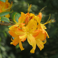 Рододендрон Азалия японика Кнафилл купить