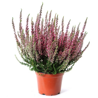 Вереск микс купить