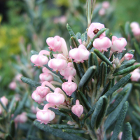 Андромеда поліфолія Компакта купить