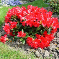 Рододендрон плоский Скарлет Вондер купить
