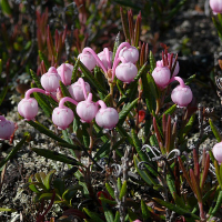 Андромеда поліфолія Блю Айс купить
