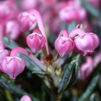 Андромеда поліфолія Блю Лагун купить