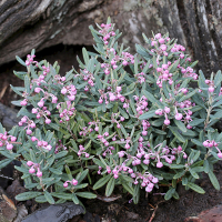 Андромеда поліфолія Блю Айс купить