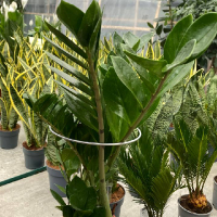 Опора для рослин 180x400 мм купить