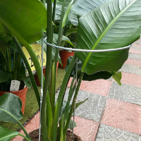 Опора для рослин 180x600 мм купить