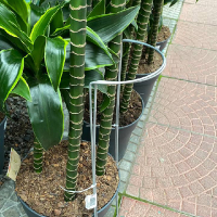 Комплект із двох опор для рослин 180x600 мм купить