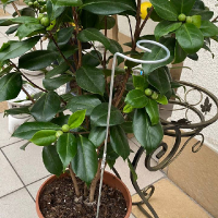 Опора для рослин металева д 5х600 мм купить