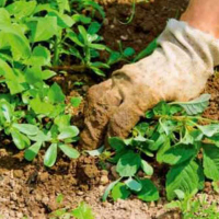 Прополка від бур'янів (без вивезення сміття), ціна за м/кв купить