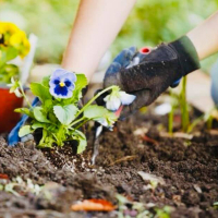 Висадка рослин: % розраховується від кошторисної вартості рослин з урахуванням складності виконання купить