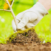 Висадка рослин: діаметр кома понад 50 см, % розраховується від кошторисної вартості рослин купить