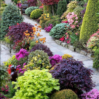 Формувальна обрізка декоративних чагарників, ціна за шт. купить