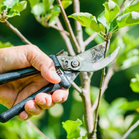 Обрізання дерев заввишки від 2 до 5 м, ціна за шт. купить