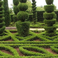 Формувальна стрижка живоплоту, ціна за м/п купить