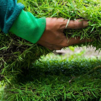 Восстановление газонов вручную, цена за м/кв купить