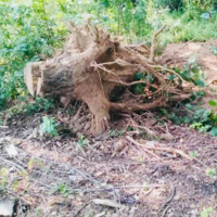 Викорчування дерев вручну (без вивезення відходів): діаметр ствола від 10 см до 20 см, ціна за шт купить