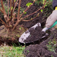 Викорчування чагарників (без вивезення відходів): діаметр кроні від 100 см до 200 см купить