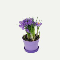 Крокус купить