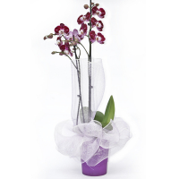 Орхідея фаленопсис 2 квітконоси в подарунковій упаковці купить
