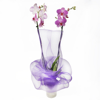 Орхідея фаленопсис 2 квітконоси в подарунковій упаковці купить