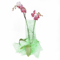 Орхідея фаленопсис 2 квітконоси в подарунковій упаковці купить