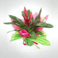 Врієзія в подарунковій упаковці купить