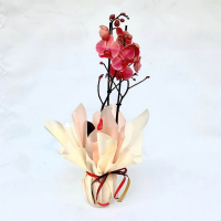 Орхідея фаленопсис у подарунковій упаковці купить