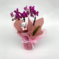 Орхідея фаленопсис міді в подарунковій упаковці купить