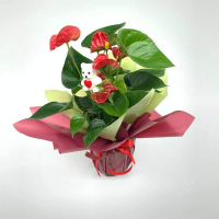 Антуріум у подарунковій упаковці купить