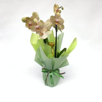 Орхідея фаленопсис у подарунковій упаковці купить