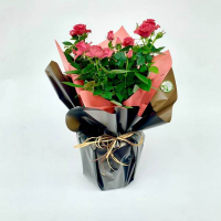 Троянда в подарунковій упаковці купить