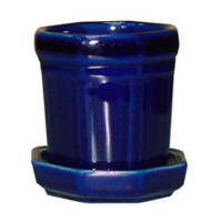 Кактусник купить