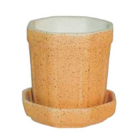 Кактусник купить