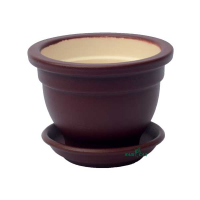 Фіалочниця оксамит шоколад купить