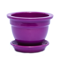 Фіалочниця глянець фуксія купить