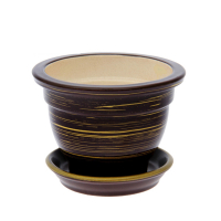 Фіалочниця глянець шоколад-золото купить