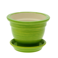 Фіалочниця глянець салат-золото купить