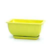 Бонсайниця 1 глянець грушевий купить