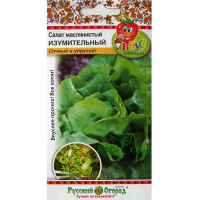 Салат маслянистий Дивовижний 200шт купить