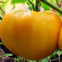 Томат Гігант лимонний Seedеra 0,1 г купить