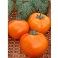 Томат Хурма Вассма 0,1 г купить