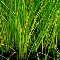 Каміш купить