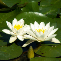 Німфея Overig мікс купить