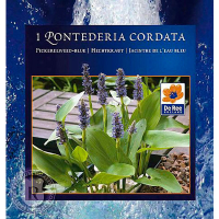 Понтедерія Cordata купить