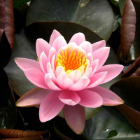 Німфея купить