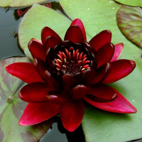 Німфея купить