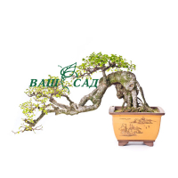 Бонсай В'яз китайський (Ulmus parviflora chinensis) купить