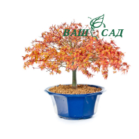 Бонсай Клен довговидний (Acer Palmatum Kiyohime) купить