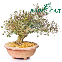Бонсай Азалія (Rhododendron komei) купить