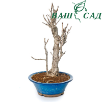 Бонсай Гінкго дволопатевий (Ginkgo biloba) купить